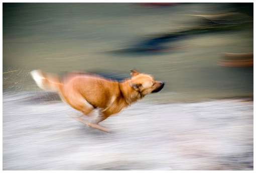 Собака бежит, в движении