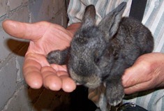 Кормление кроликов, корма, клетки для кроликов
